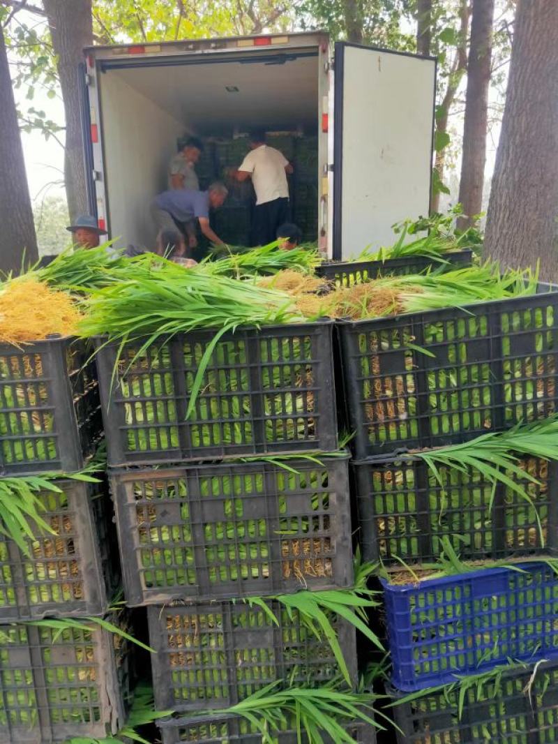 射干苗大型专业育苗基地，一手货源诚信经营全国发货，量大价优