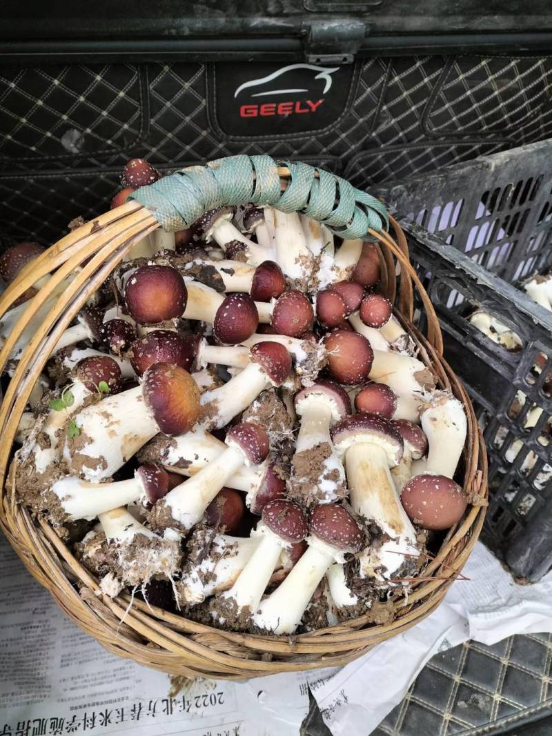 销售鲜品赤松茸干货赤松茸