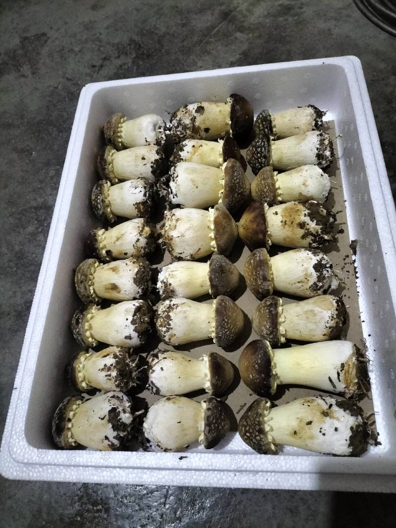 销售鲜品赤松茸干货赤松茸