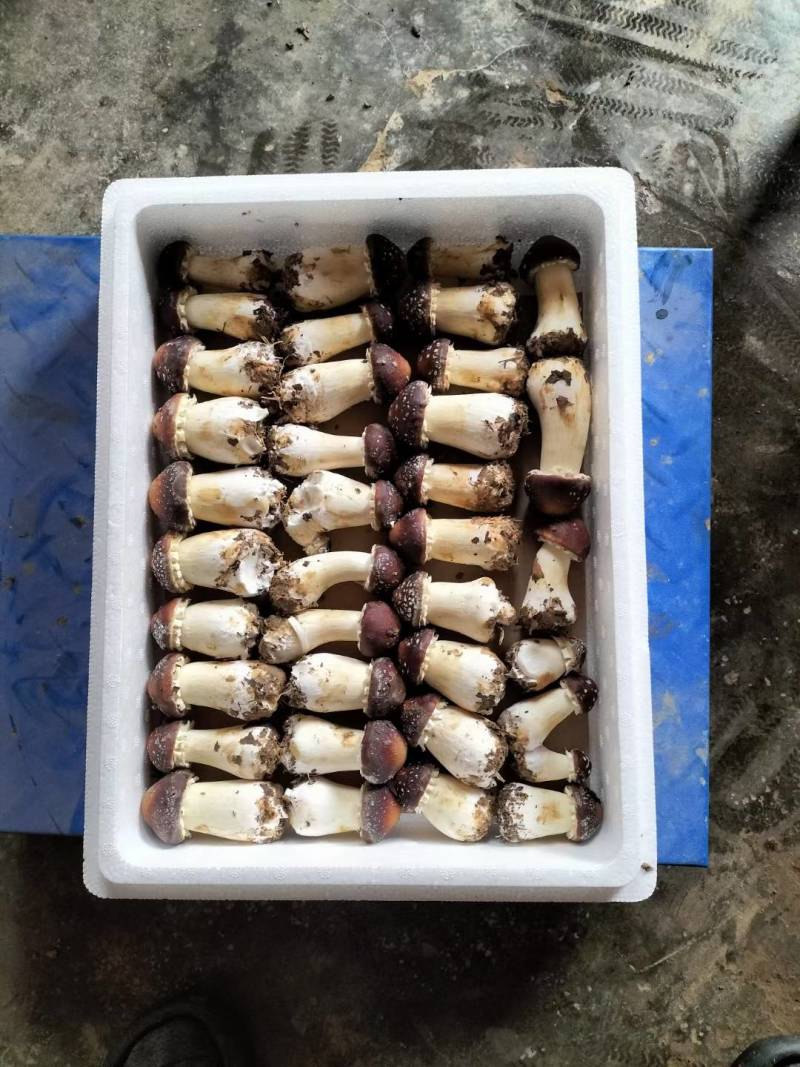 销售鲜品赤松茸干货赤松茸