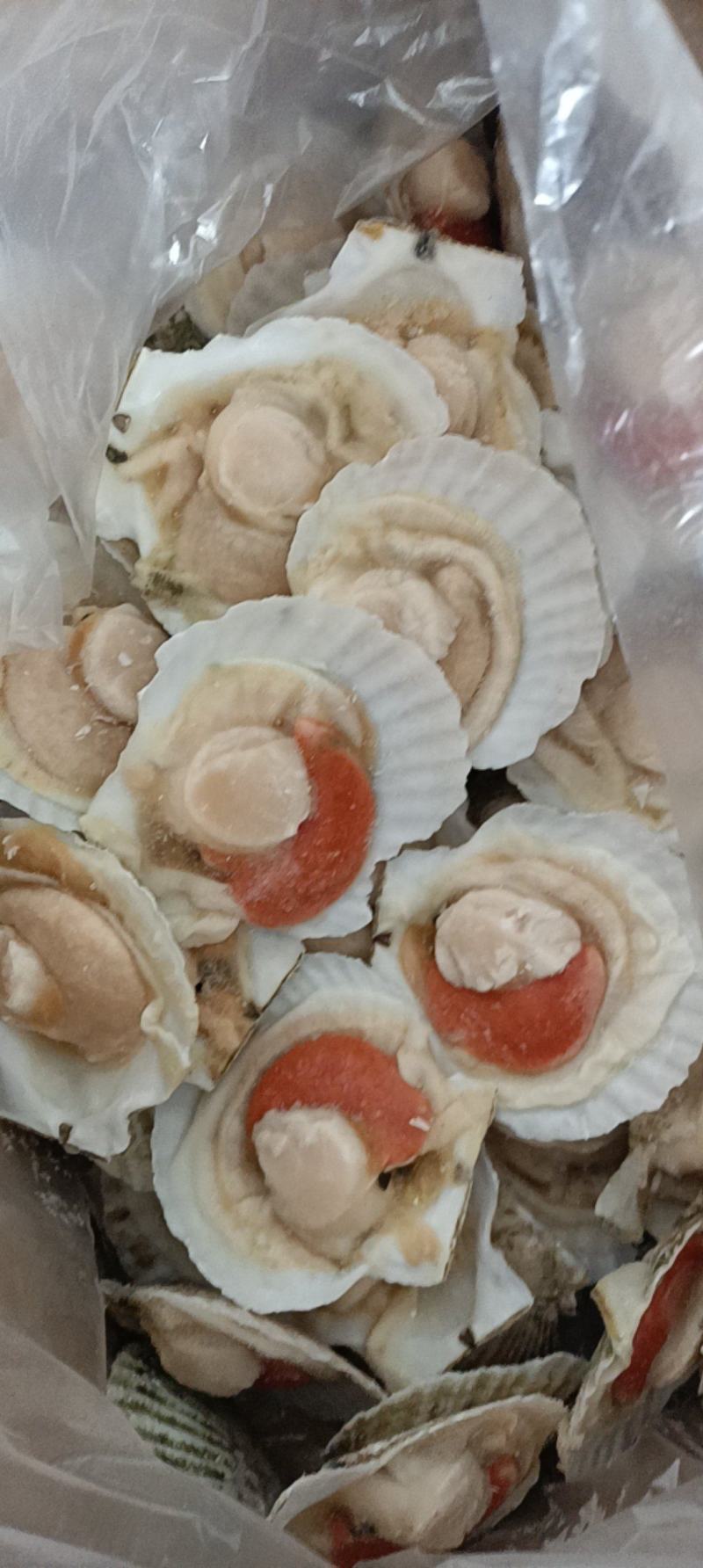 江苏连云港半壳贝大量上市，产地直发，可视频看货，欢迎致电