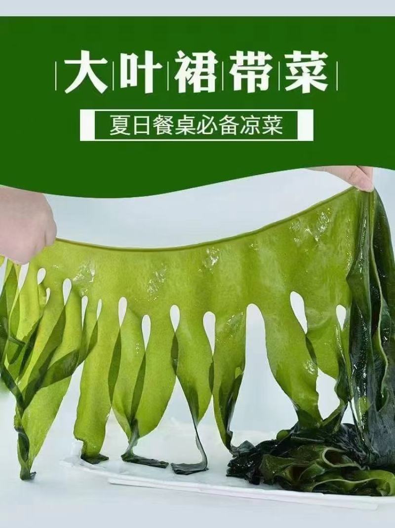 大连金石滩产地直供诚信经营价格优惠淡干裙带菜