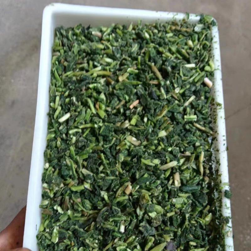 现挖加工蒲公英婆婆丁碎的冷冻菜批发做馅
