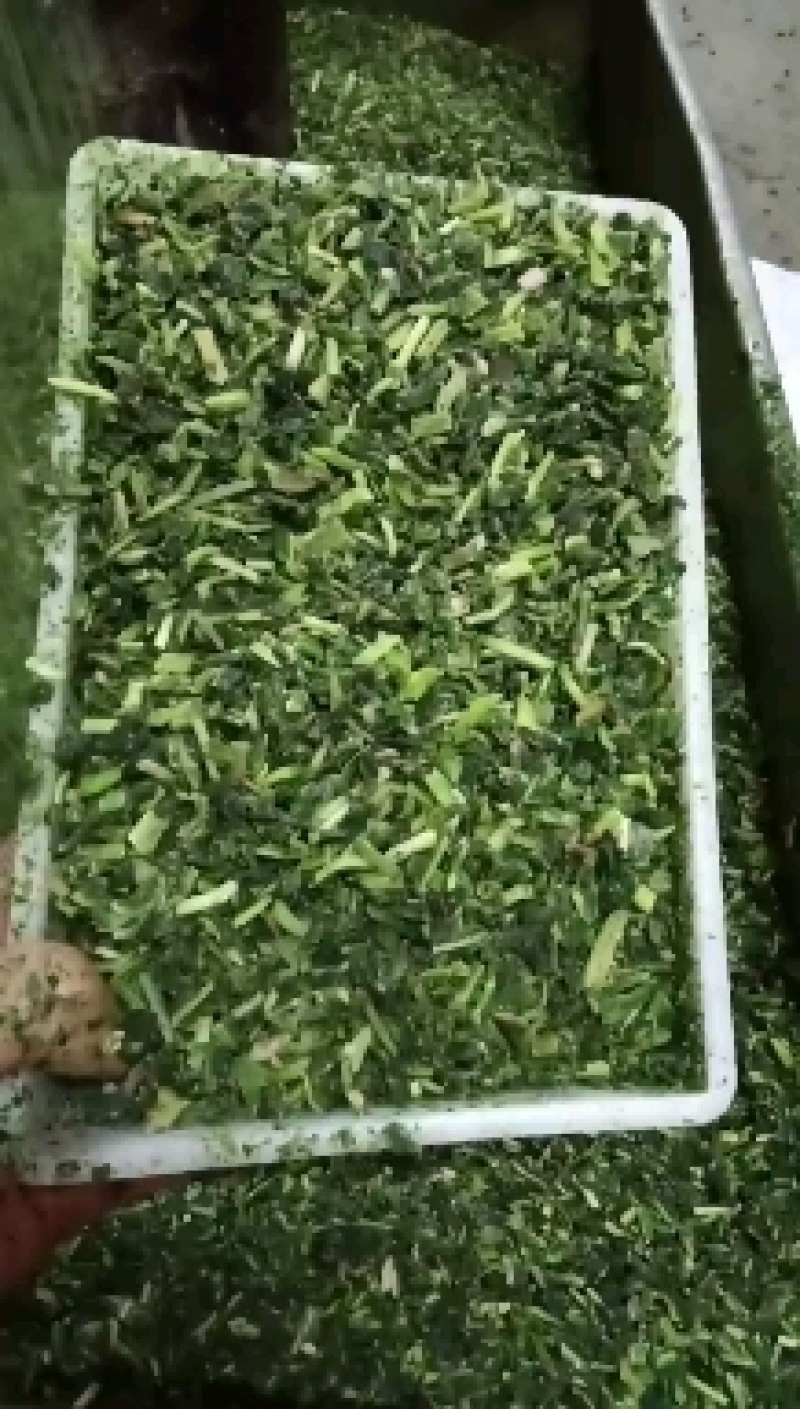 现挖加工蒲公英婆婆丁碎的冷冻菜批发做馅