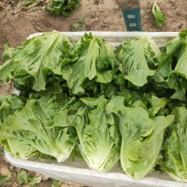 精品生菜一手货源诚信合作量大从优欢迎来电