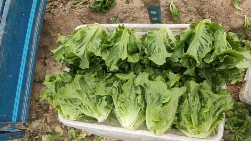 精品生菜一手货源诚信合作量大从优欢迎来电