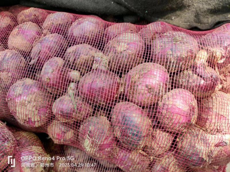 河南红皮洋葱大量上市货源充足价格美丽欢迎来电咨询