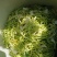 金银花