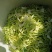 金银花
