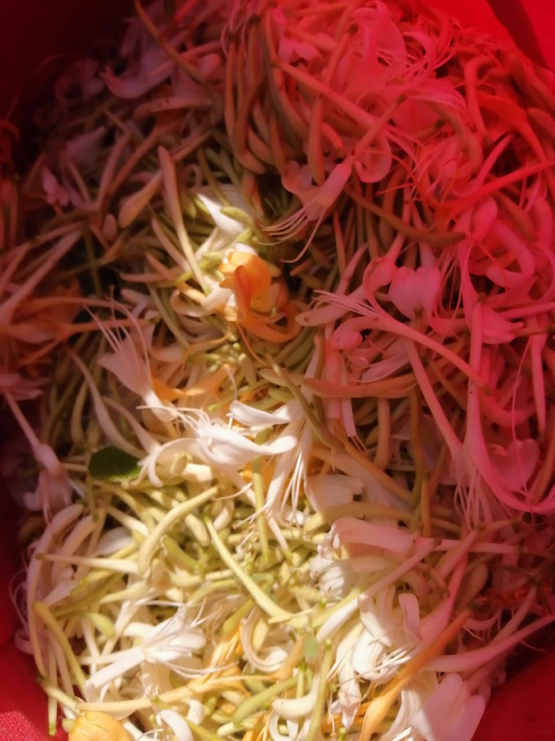 金银花
