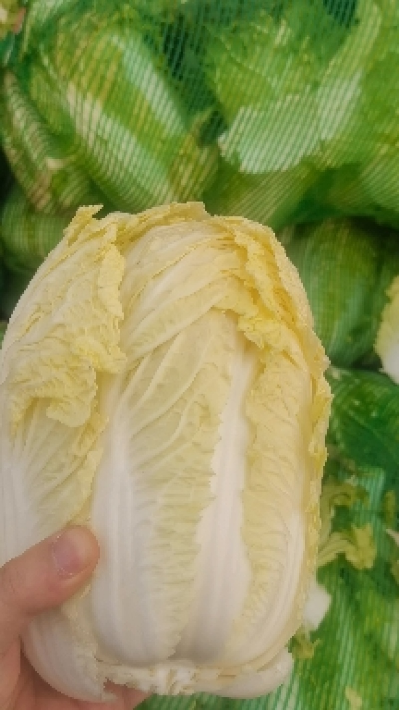 大量毛菜，支持各种包装和各种规格，32-34-36-40