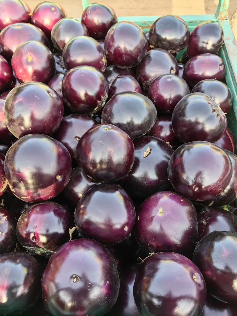 河南茄子，精品圆茄紫光圆茄大量供应质优，支持视频看货代发全国