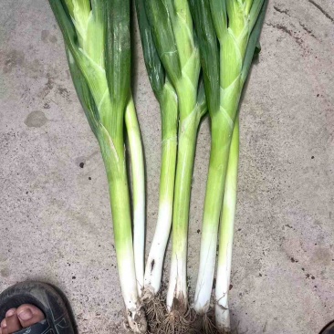 大葱