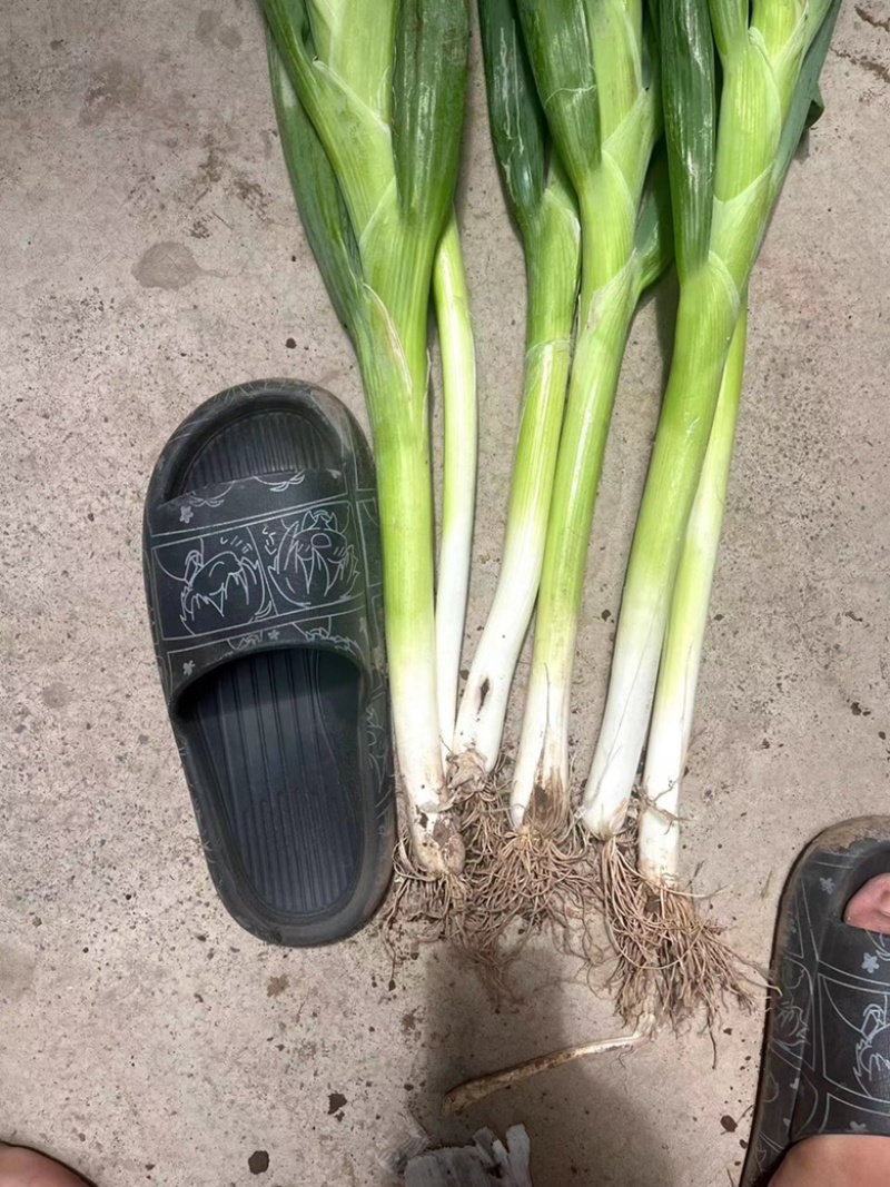 大葱