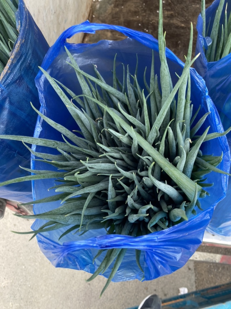 香葱精品小葱，万亩棚葱，产地直发货源充足稳定，欢迎来电