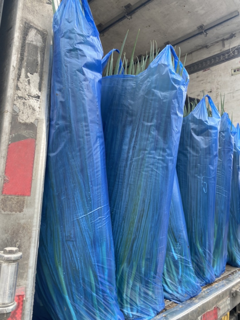 香葱精品小葱，万亩棚葱，产地直发货源充足稳定，欢迎来电