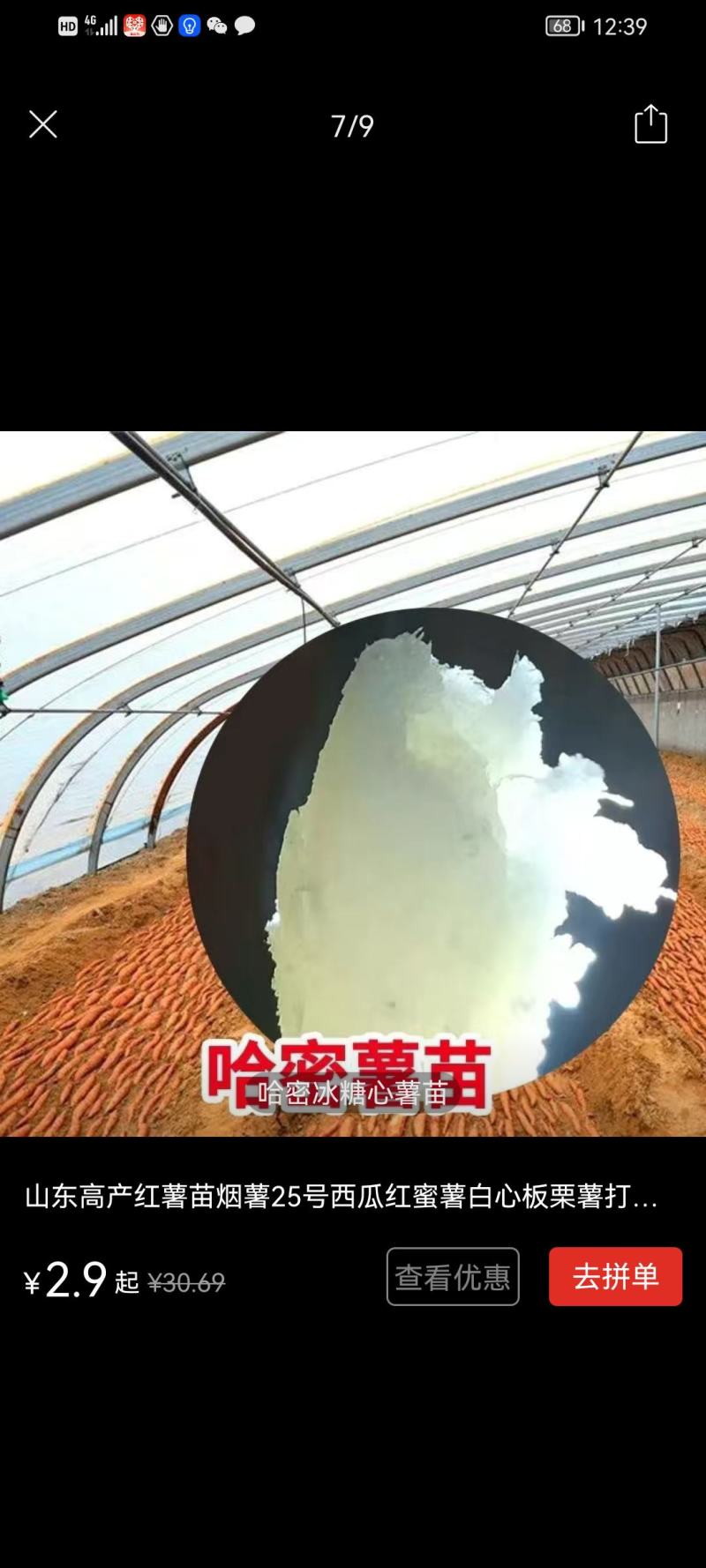 红薯苗白心黄心红心板栗薯苗口感纯正！品质保证