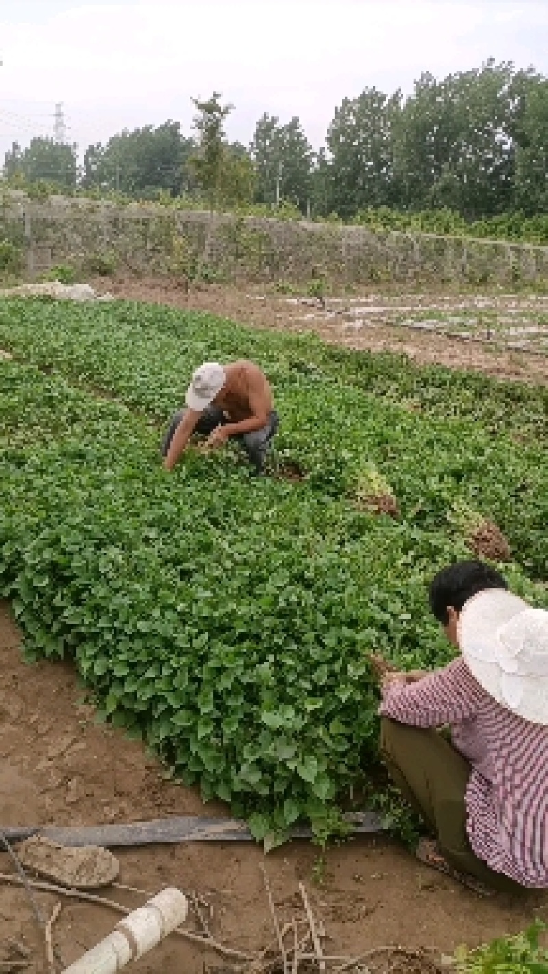 红薯苗白心黄心红心板栗薯苗口感纯正！品质保证
