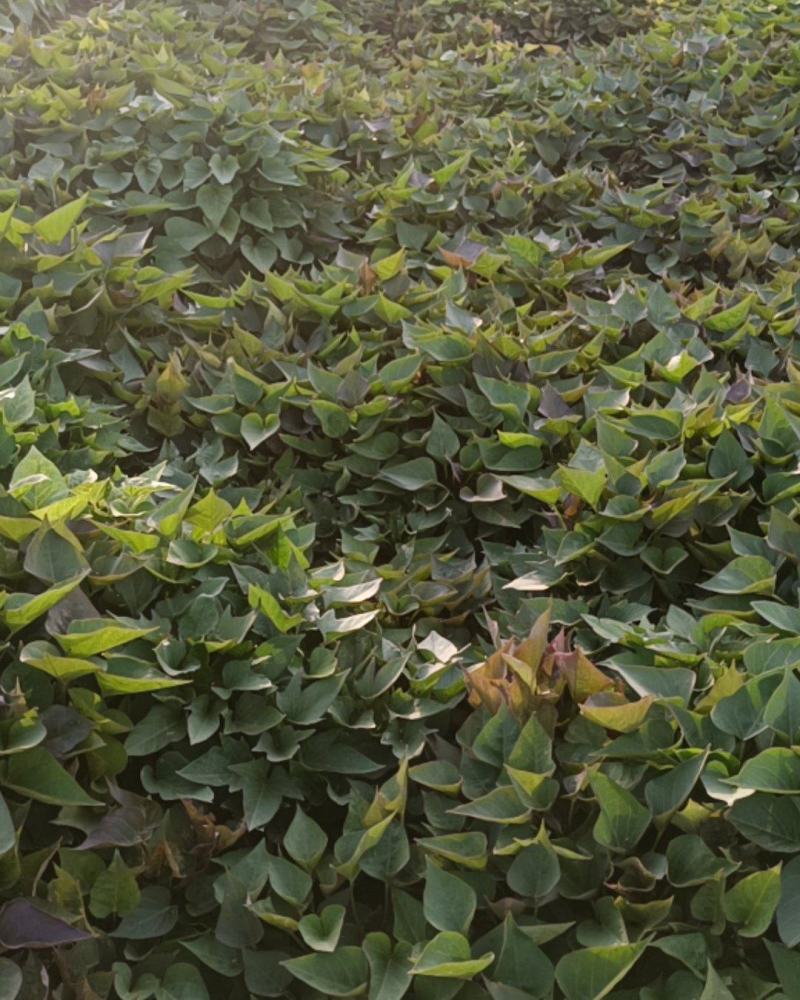 红薯苗白心黄心红心板栗薯苗口感纯正！品质保证