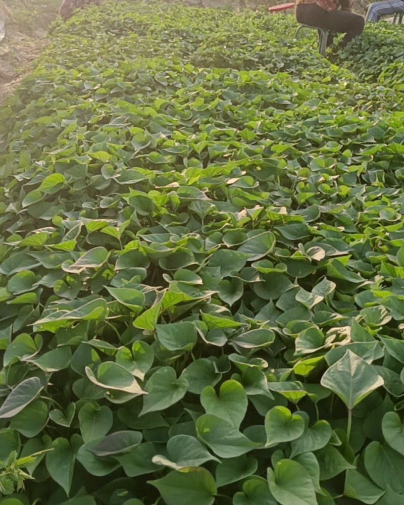 红薯苗白心黄心红心板栗薯苗口感纯正！品质保证
