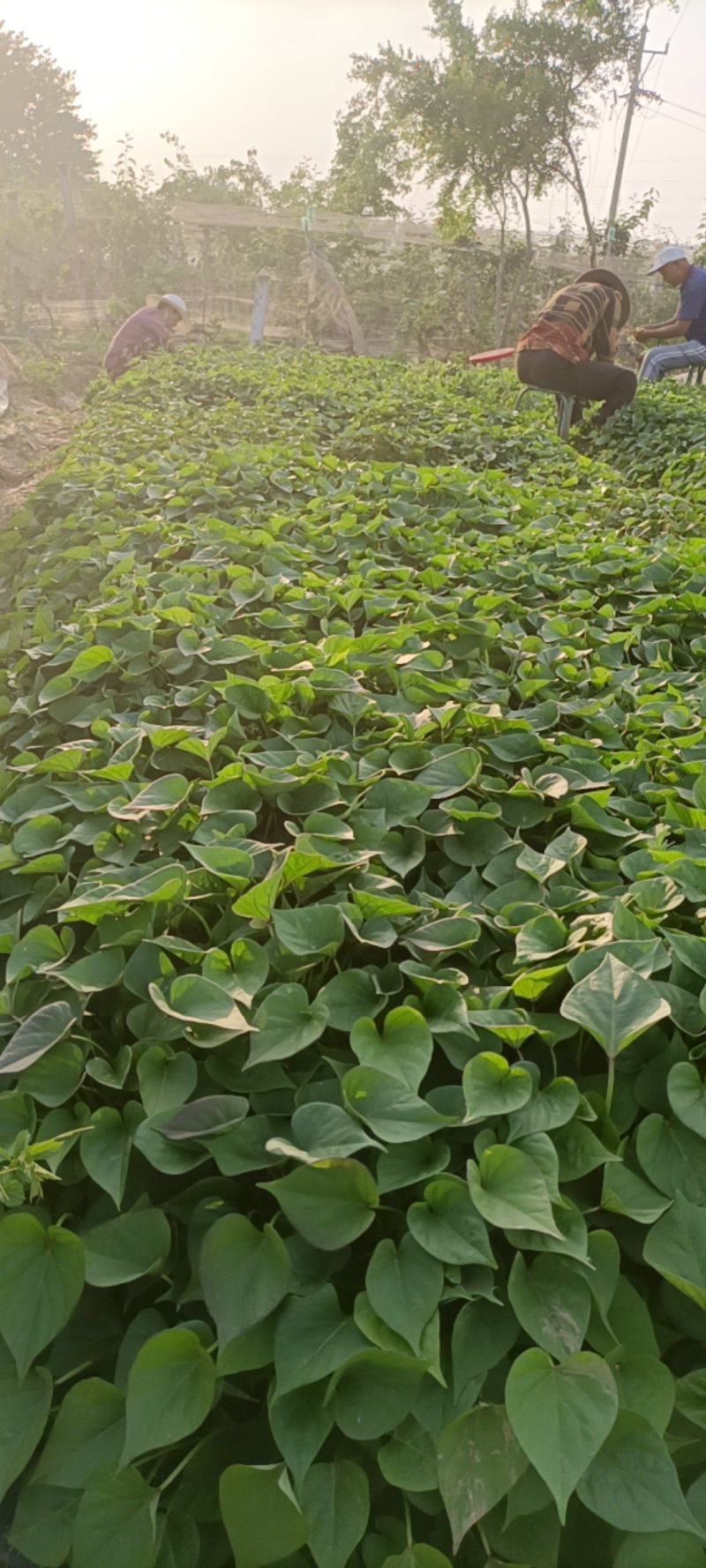 红薯苗白心黄心红心板栗薯苗口感纯正！品质保证