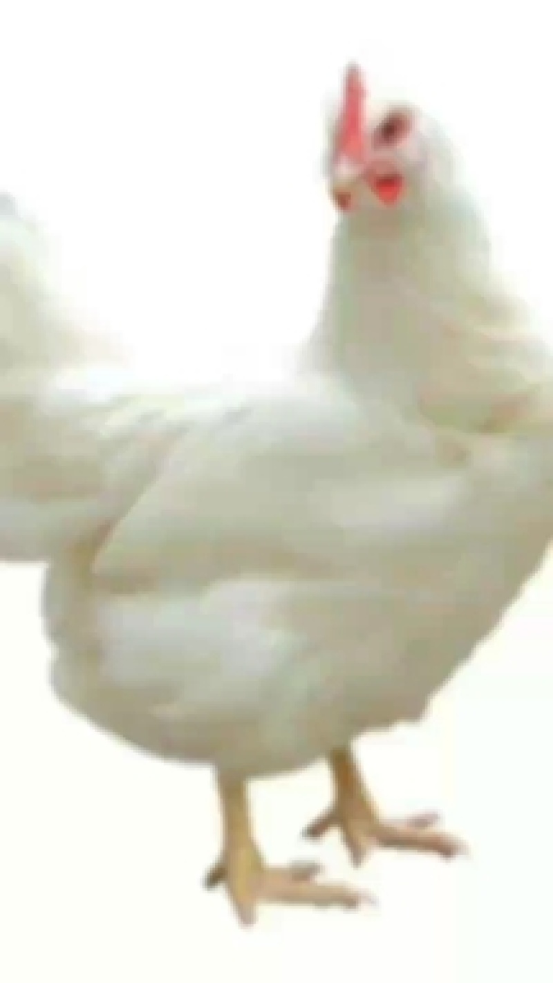 西装鸡三黄鸡817鸡直腿盘腿厂家直销诚信经营保证质量