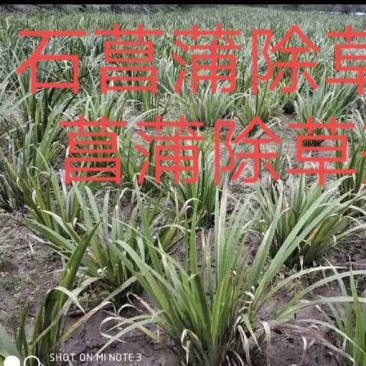 石菖蒲专用除草剂加助剂石菖蒲除草剂，不伤苗