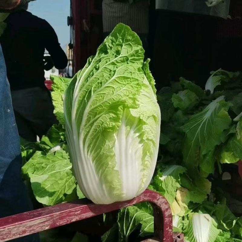 黄心大白菜大量供应，欢迎实地考察，一手货源