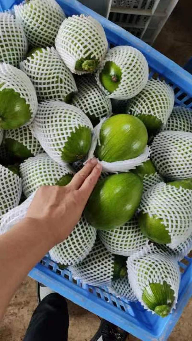 南瓜精品小嫩南瓜产地视频看货装货质量很好货源充足欢迎大订