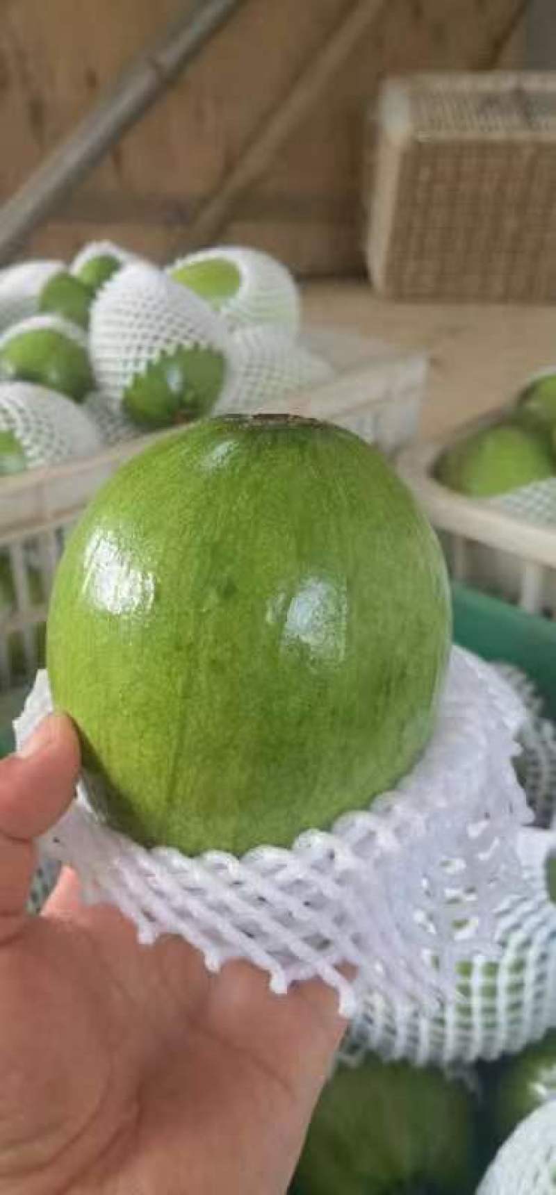 南瓜精品小嫩南瓜产地视频看货装货质量很好货源充足欢迎大订
