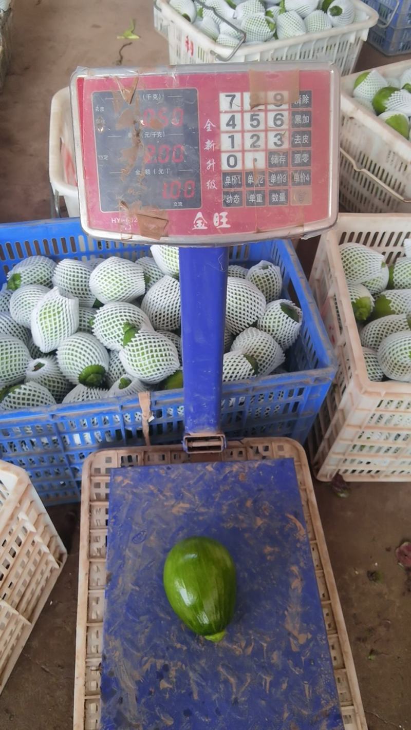 南瓜精品小嫩南瓜产地视频看货装货质量很好货源充足欢迎大订