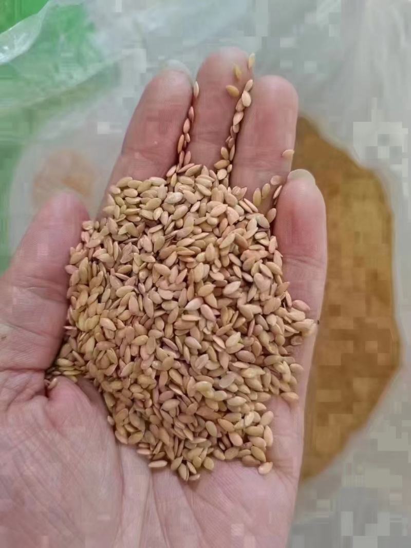 熟黄金亚麻籽，棕亚麻籽，地摊展会热卖一手货源