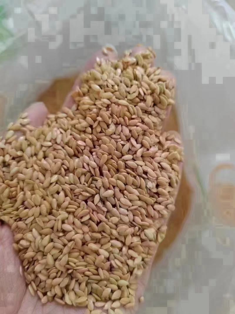 熟黄金亚麻籽，棕亚麻籽，地摊展会热卖一手货源