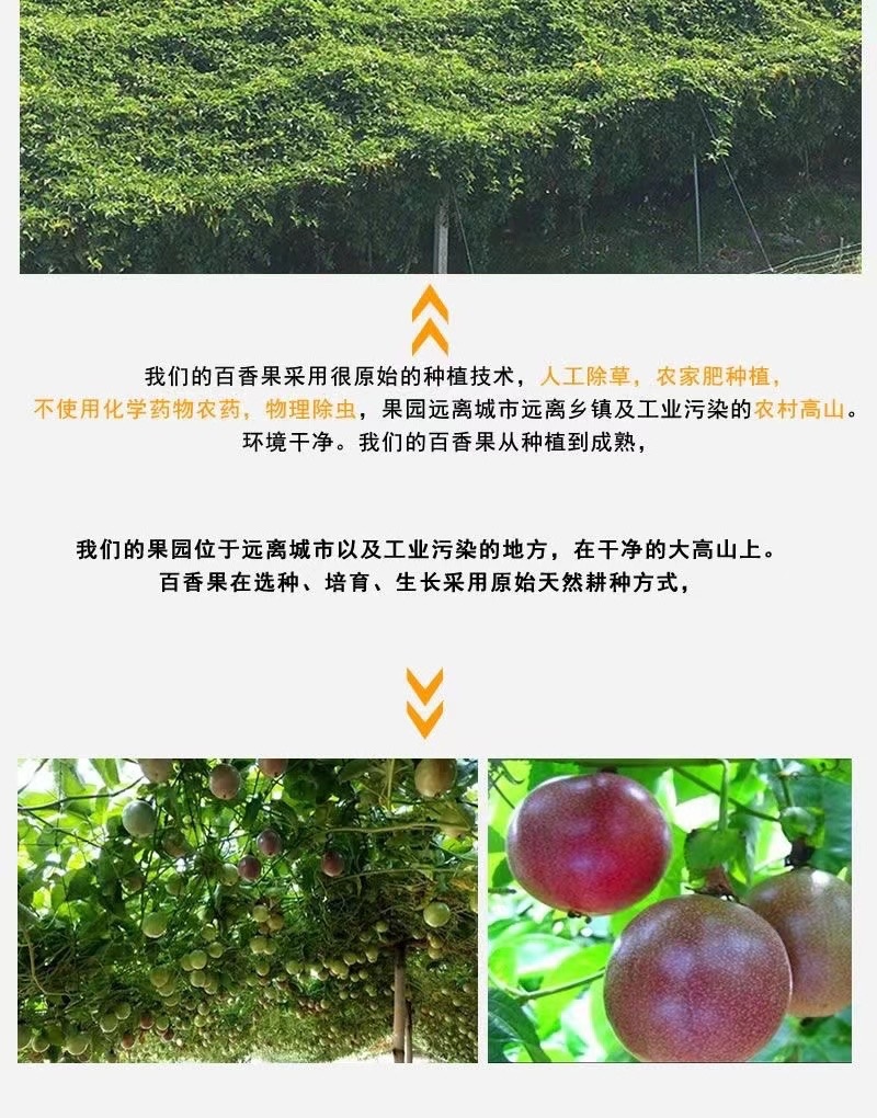 云南高山紫皮百香果一件代发