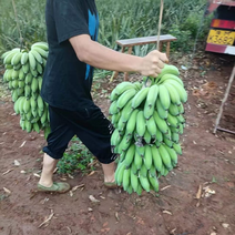 芭蕉#苹果蕉#小米蕉#粉蕉#糯米蕉
