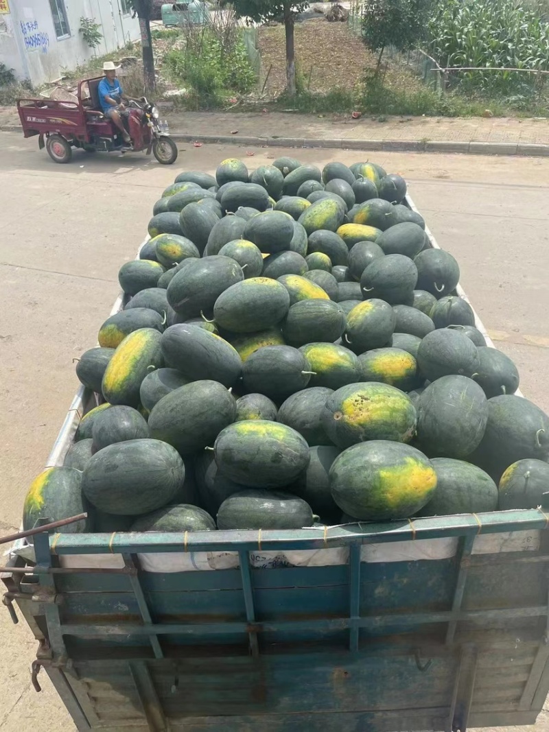 黑美人/产地种植产地发货品质好需要老板电话联系