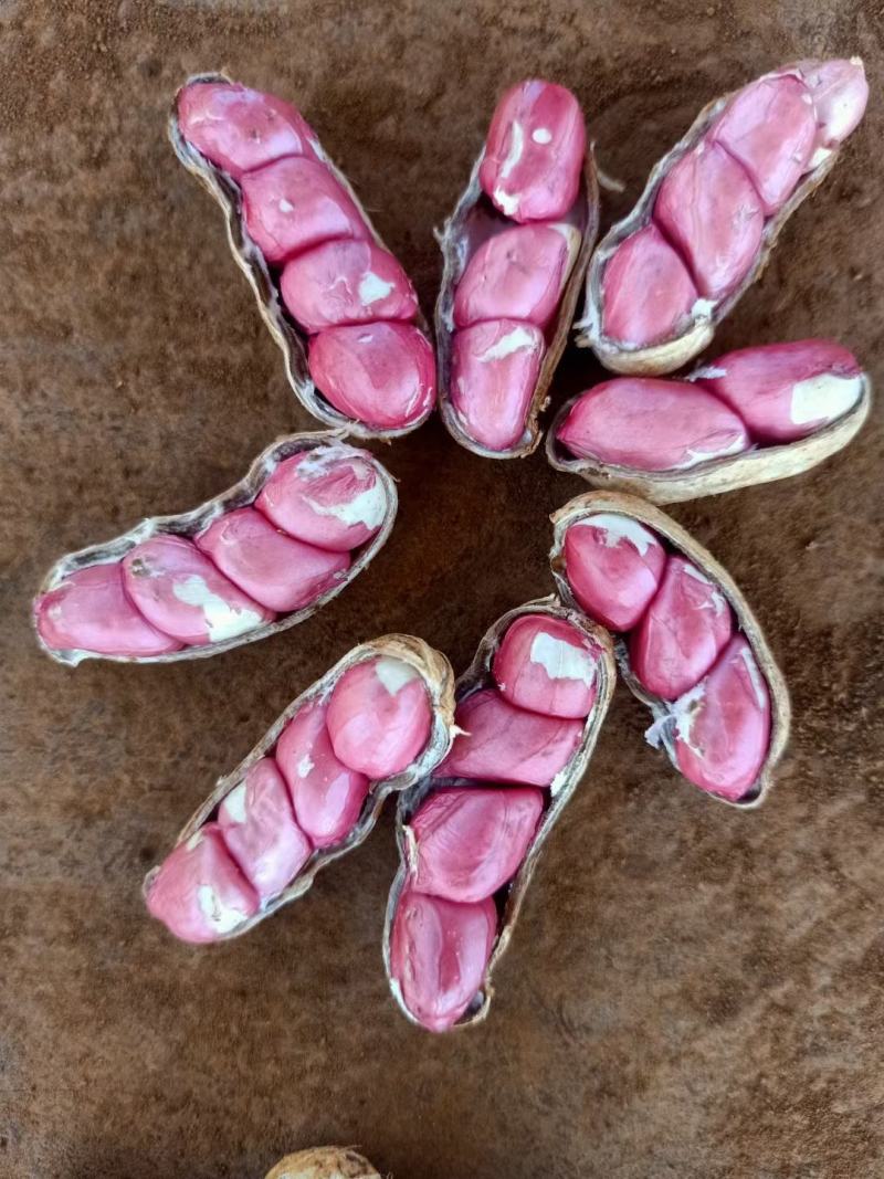 精品鲜花生，四粒红，小白沙，带壳鲜花生，产地批发商超市场
