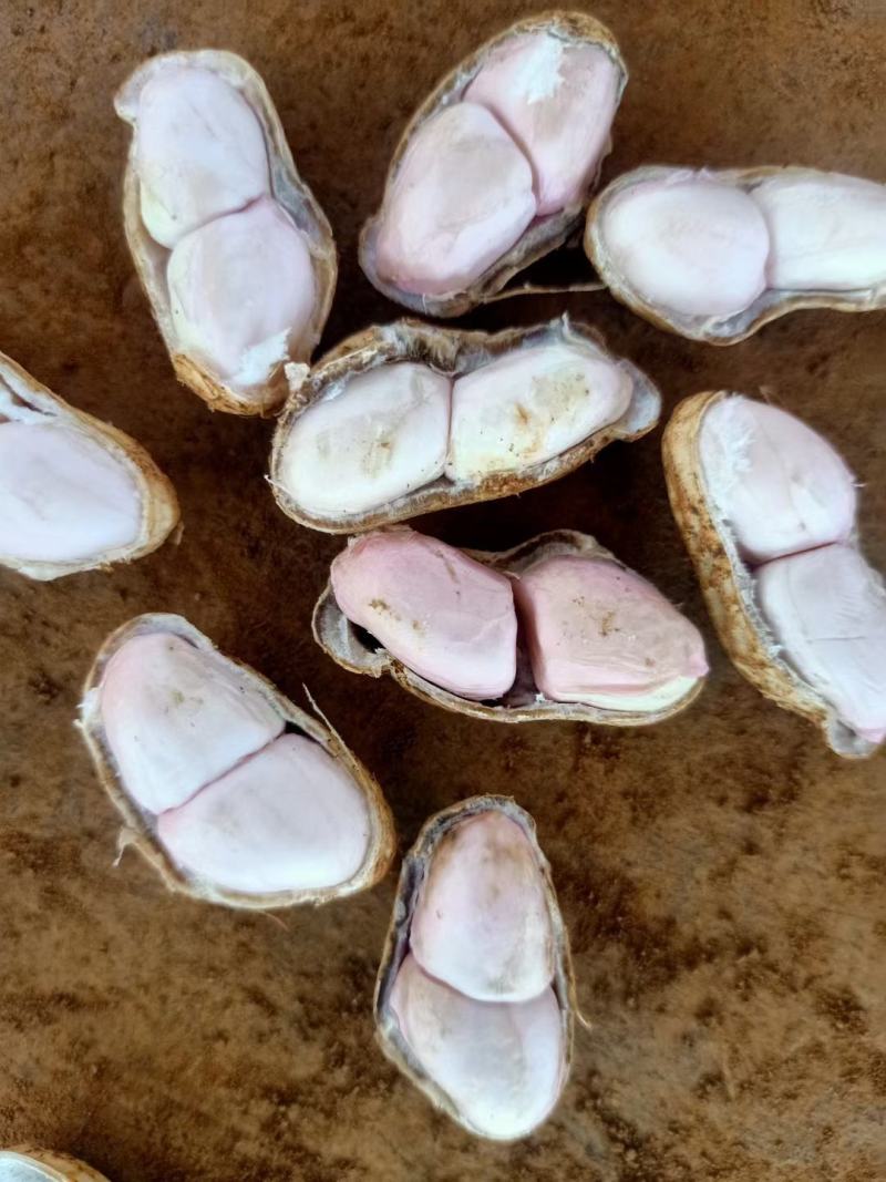 精品鲜花生，四粒红，小白沙，带壳鲜花生，产地批发商超市场