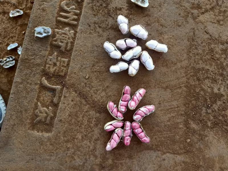精品鲜花生，四粒红，小白沙，带壳鲜花生，产地批发商超市场