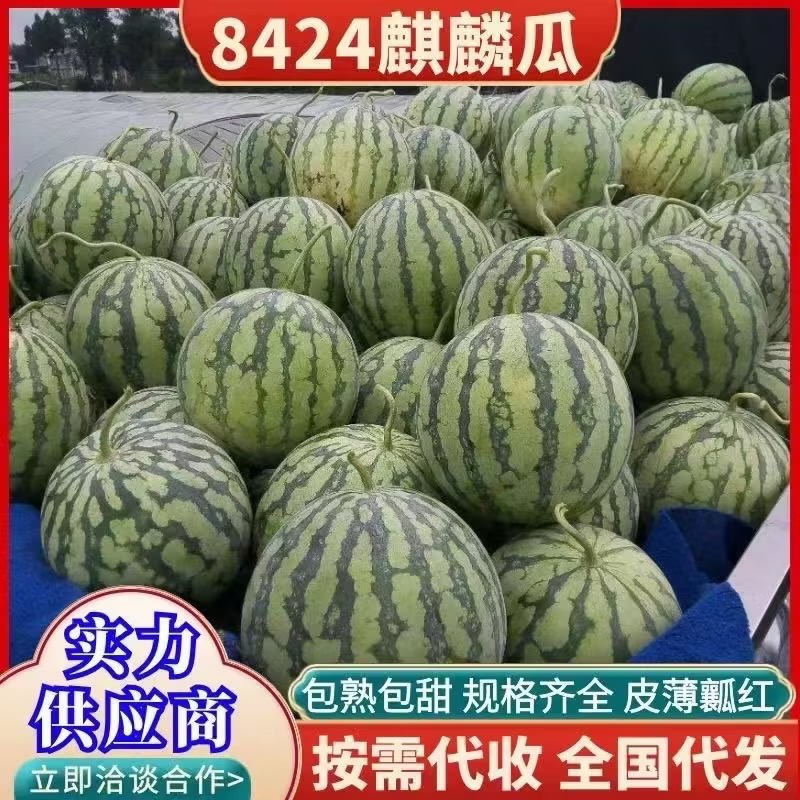 [8424西瓜批发]河南商丘夏邑县西瓜 0.80元/斤麒麟瓜 美 _ 一亩田