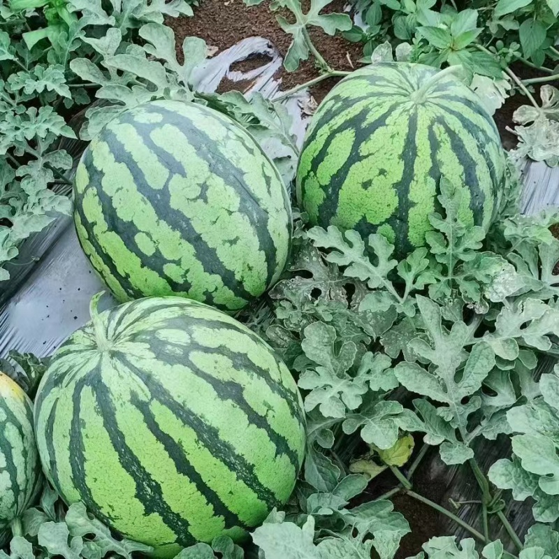 8424西瓜/西瓜湖北西瓜宜城西瓜全国发货