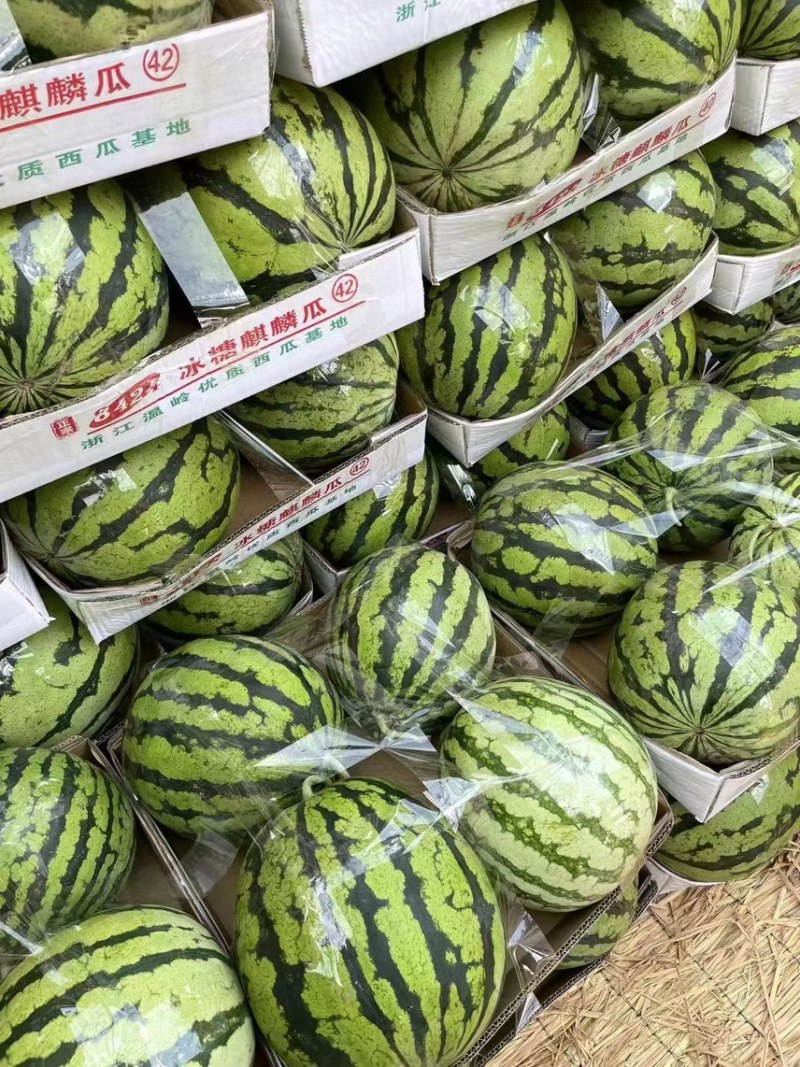 8424西瓜/西瓜湖北西瓜宜城西瓜全国发货
