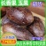 批发长香果玉果长壳香果香料玉果粉炖肉卤料香果长香果