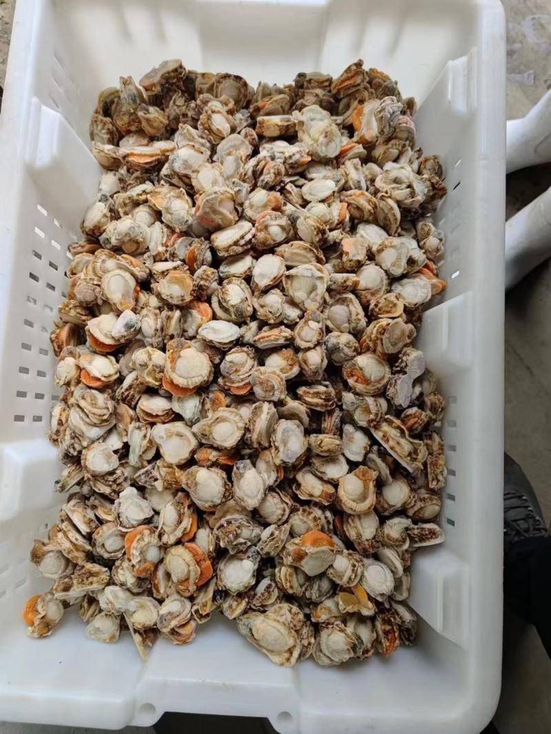 扇贝肉，价格便子，货量充足，干冰和冰衣常年有货，各种规格