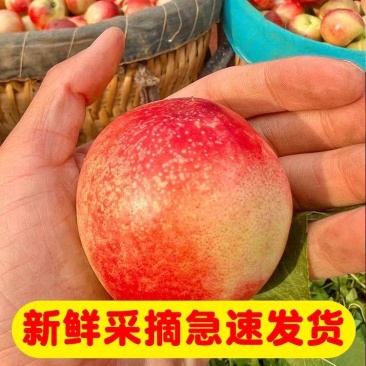 黄油桃产地看货论价保质保量欢迎订购