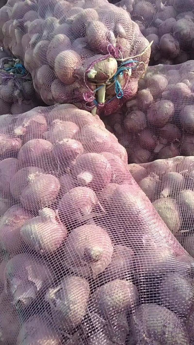 紫葱，红葱。二红葱。圆葱，星沙，九吨红，秦帝红