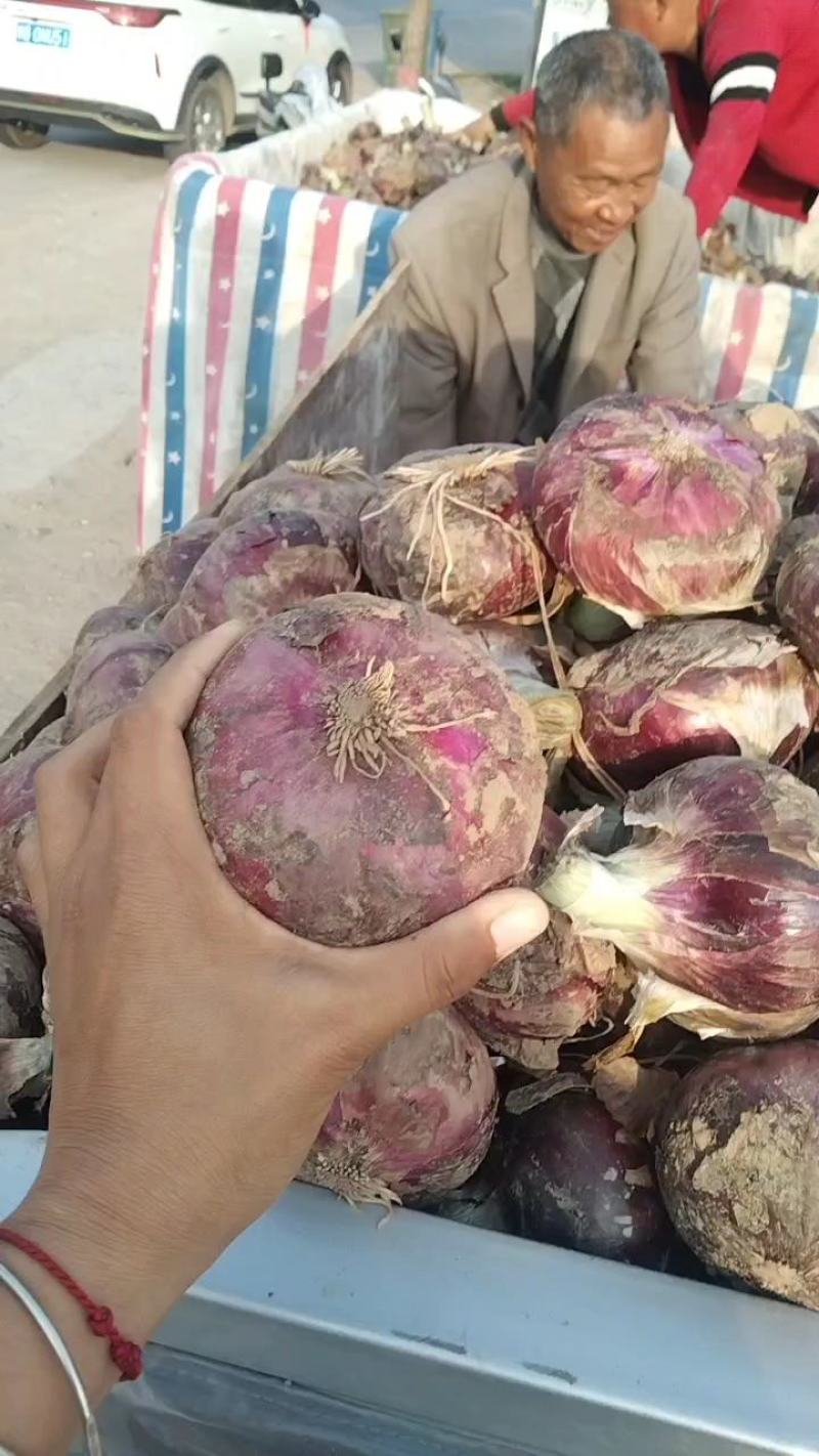 紫葱，红葱。二红葱。圆葱，星沙，九吨红，秦帝红