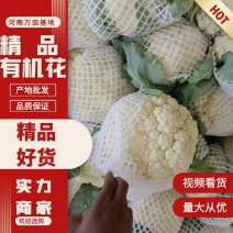 河南精品有机花精品菜花白面青埂无黑点品质保证欢迎来电