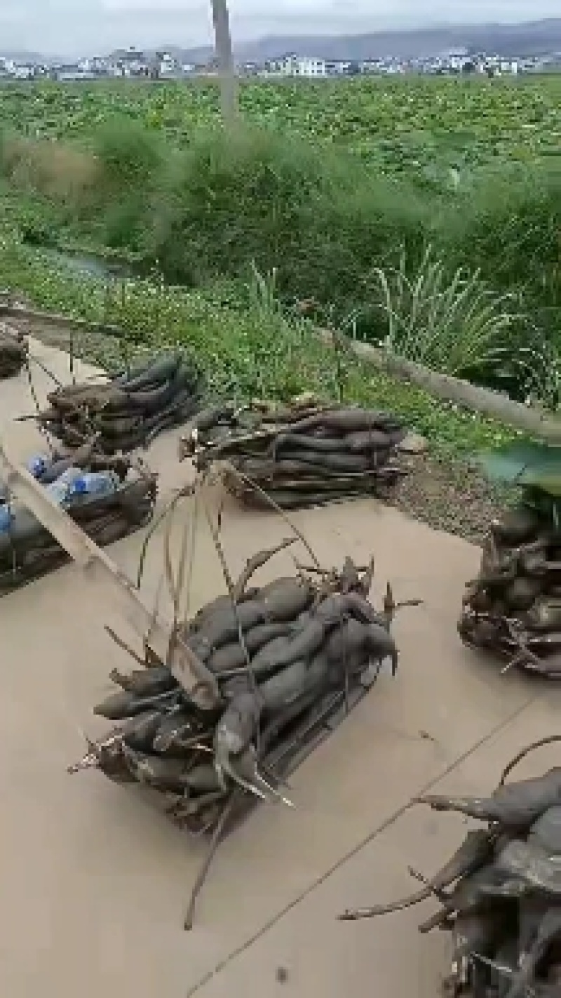 云南新藕开始大量上市