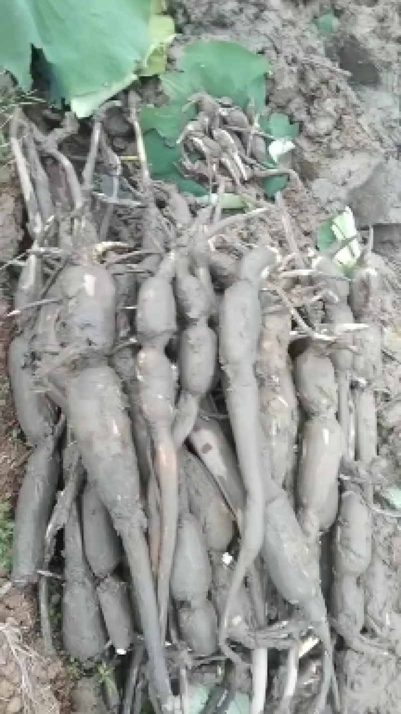 云南新藕开始大量上市
